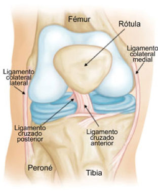  imagen de rodilla